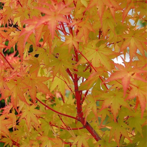 acer-sango-kaku-5