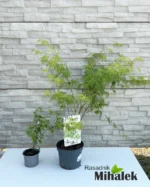 acer-seiryu-sadnice-var-1