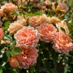 kuglasta-ruža-stablašica-sweet-dream-2