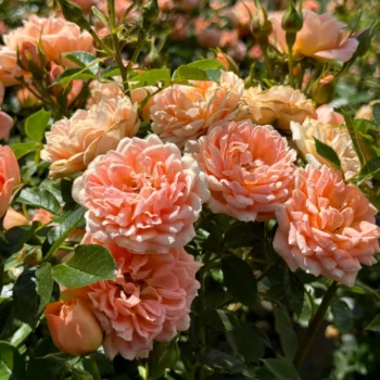 kuglasta-ruža-stablašica-sweet-dream-2