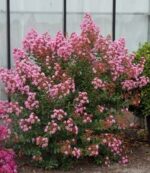 lagerstroemia-evelin5