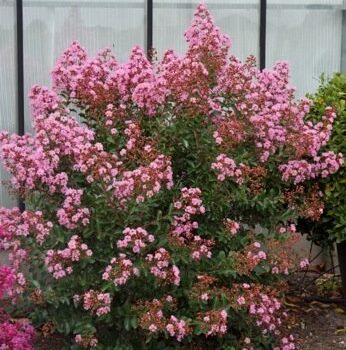 lagerstroemia-evelin5