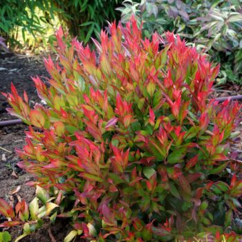 leucothoe-little-flames-2