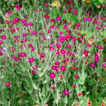 lychnis-coronaria-atrosanguinea-1