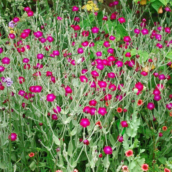 lychnis-coronaria-atrosanguinea-1