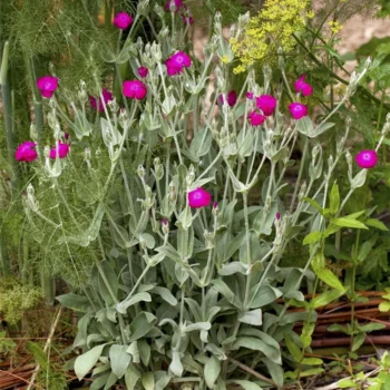 lychnis-coronaria-atrosanguinea-3