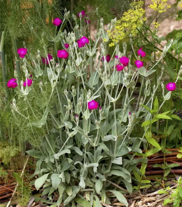 lychnis-coronaria-atrosanguinea-3