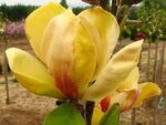 magnolia-sunsation2