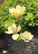 magnolia-sunsation5