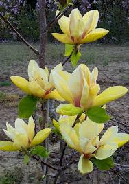 magnolia-sunsation4