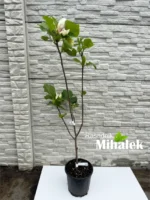 magnolija-sunsation-sadnica