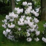 rododendron conninght white