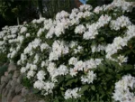 rododendron-cunninghams-white-2