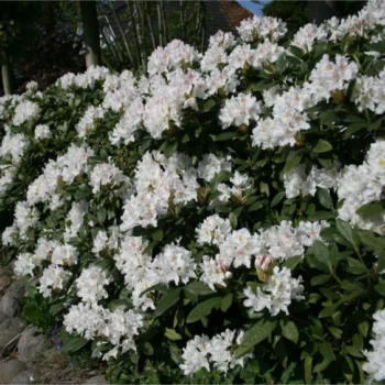 rododendron-cunninghams-white-2