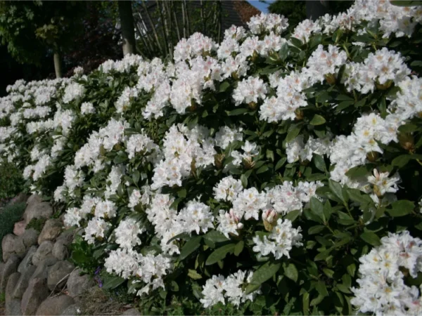 rododendron-cunninghams-white-2