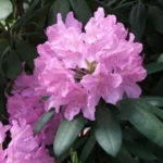 rododendron-hybrid-lilla-1