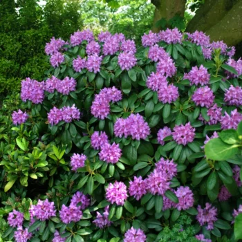 rododendron-hybrid-lilla-2