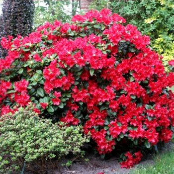 rododendron-scarlet-wonder-2