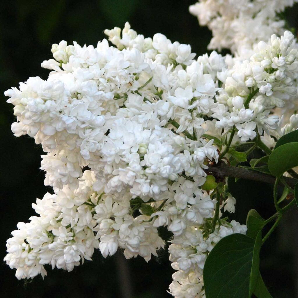 syringa vulgaris madame lemoine1