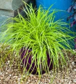 Carex-everillo-3