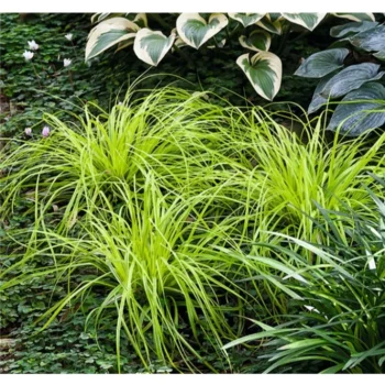 Carex-everillo-4