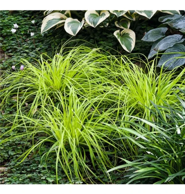 Carex-everillo-4