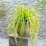 Carex-everillo-5