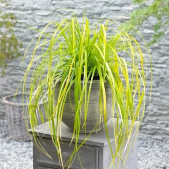 Carex-everillo-5