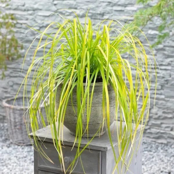 Carex-everillo-5