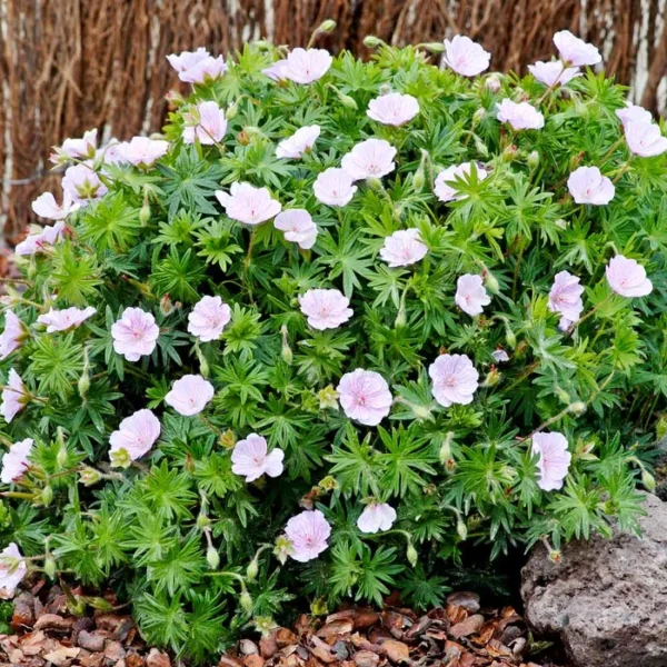 Geranium-sang.variegata-striatum-1
