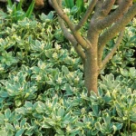 Pachysandra-terminalis-Variegata-2