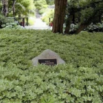 Pachysandra-terminalis-Variegata-3