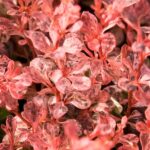 berberis-inspiration-2