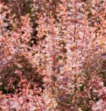 berberis-inspiration-3