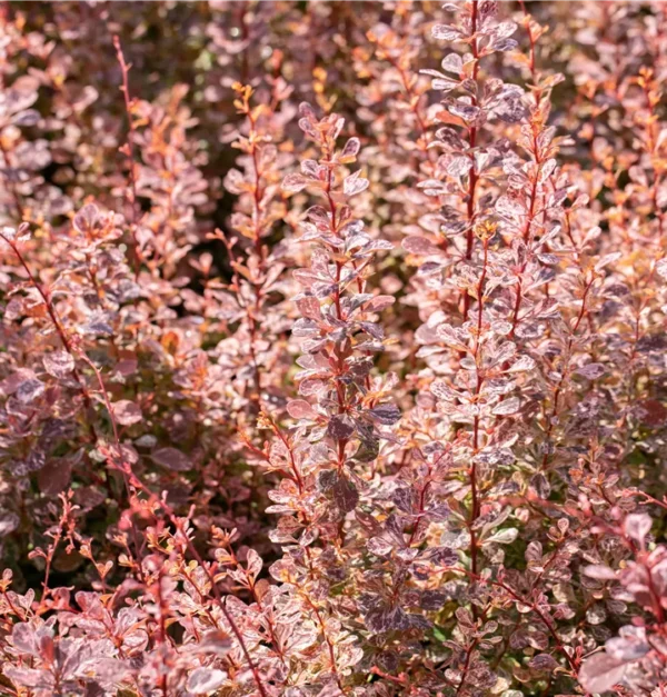 berberis-inspiration-3
