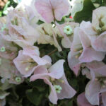 bugenvilija-madona-1