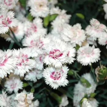 dianthus-everlast-white