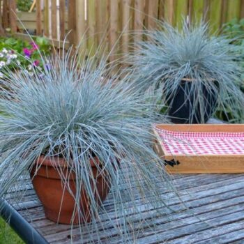 festuca-intense-blue-2