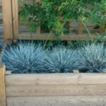 festuca-intense-blue-3