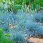 festuca-intense-blue-4
