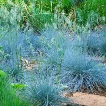 festuca-intense-blue-4