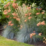 festuca-intense-blue-5