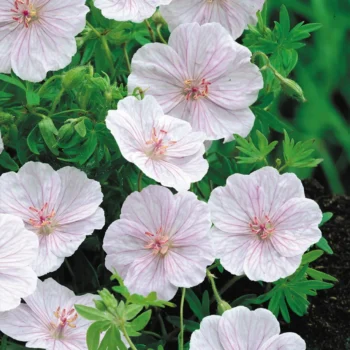 geranium-striatum-3