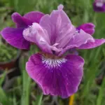 iris-sibirica-lady-vanessa-1