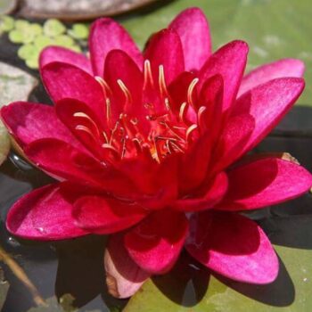 lokvanj-burgundy-princess-3