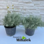 smilje-sadnice-2