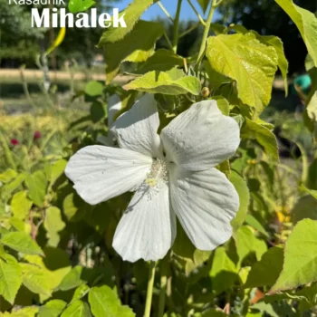 Mocvarni-hibiskus-beli-hibiscus-moscheutos-3