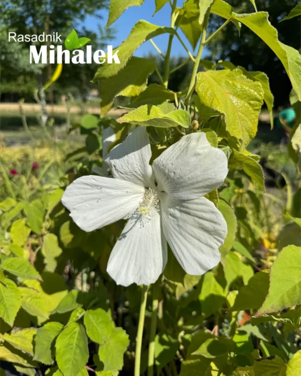 Mocvarni-hibiskus-beli-hibiscus-moscheutos-3