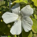Mocvarni-hibiskus-beli-hibiscus-moscheutos-4