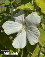 Mocvarni-hibiskus-beli-hibiscus-moscheutos-4